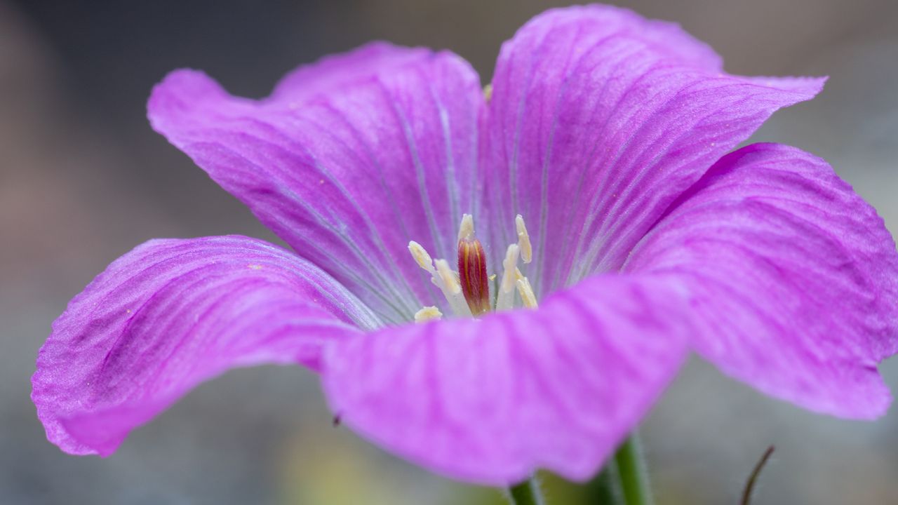 macro