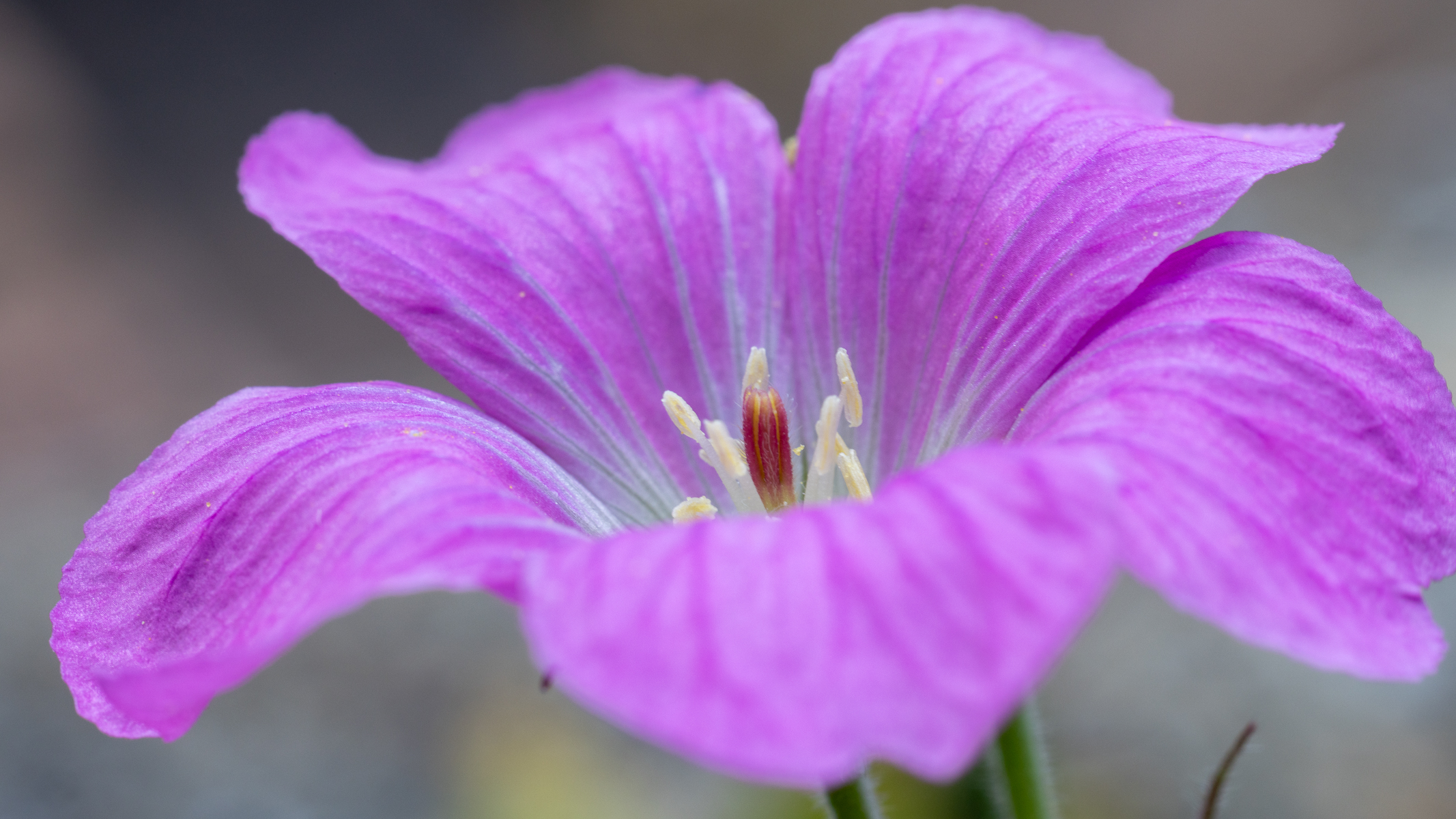 macro