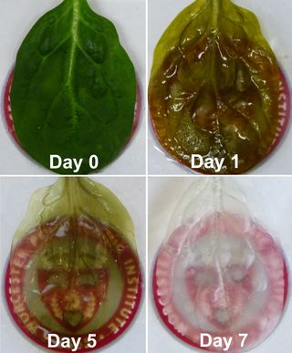A time lapse of a spinach leaf's transformation.