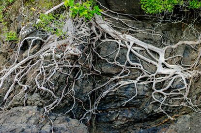 Tree roots.