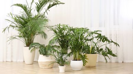 Different palms against wide background