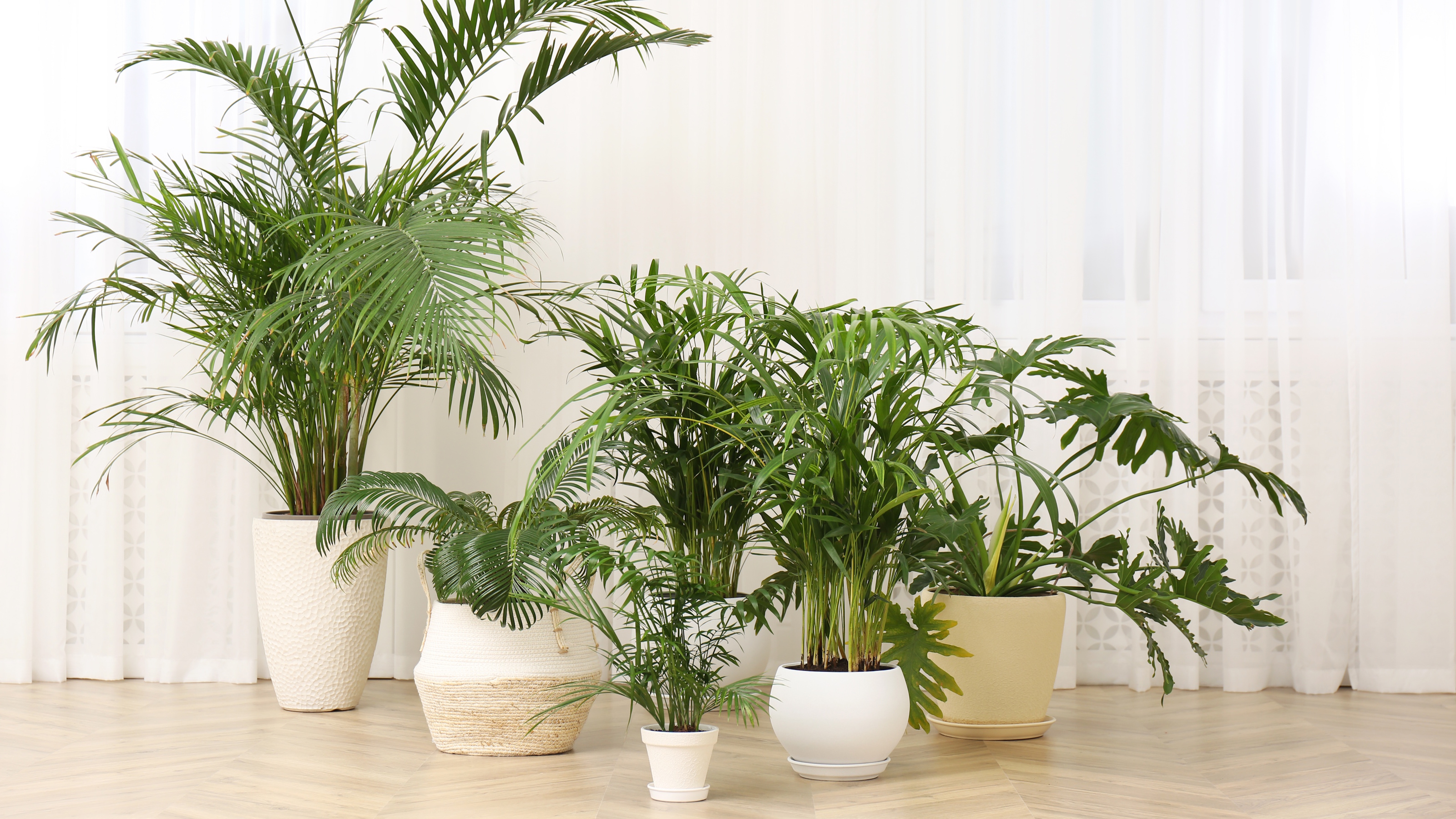 Different palms against wide background