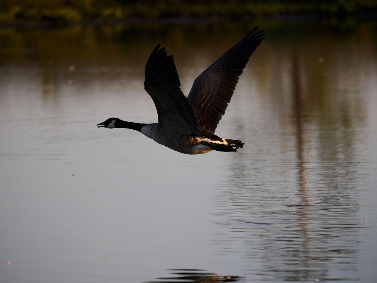 OM System 50-200mm F2.8 sample gallery: goose in flight over water at first light