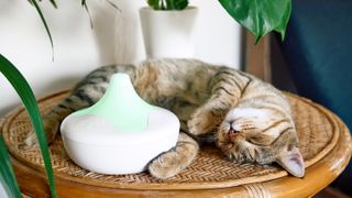 Cat curled up fast asleep on table next to diffuser