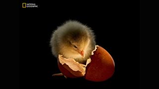 A small, fluffy chick emerges from a broken eggshell, set against a dark background. The scene captures the wonder of new life