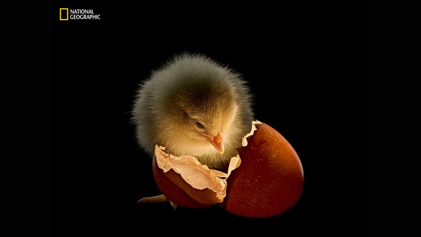 A small, fluffy chick emerges from a broken eggshell, set against a dark background. The scene captures the wonder of new life