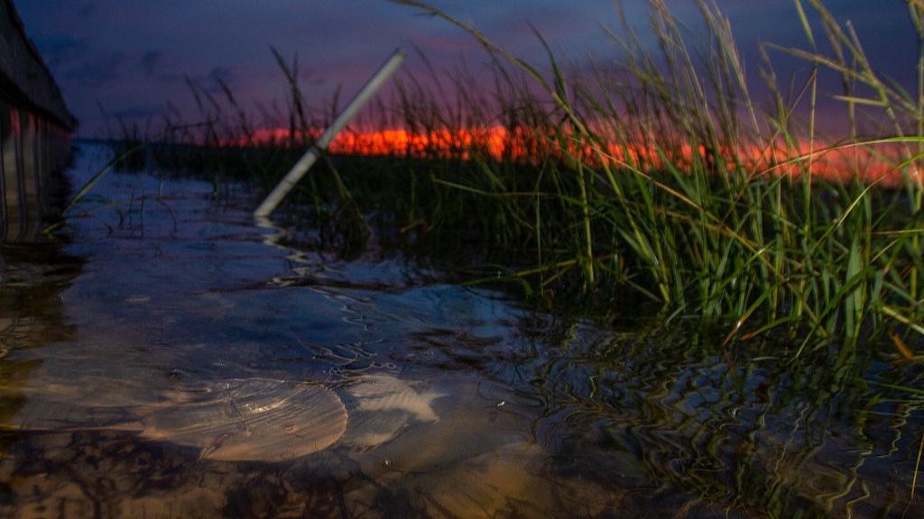 Doi crabi potcoavă se împerechează în apă din golful Apalachee, Florida.