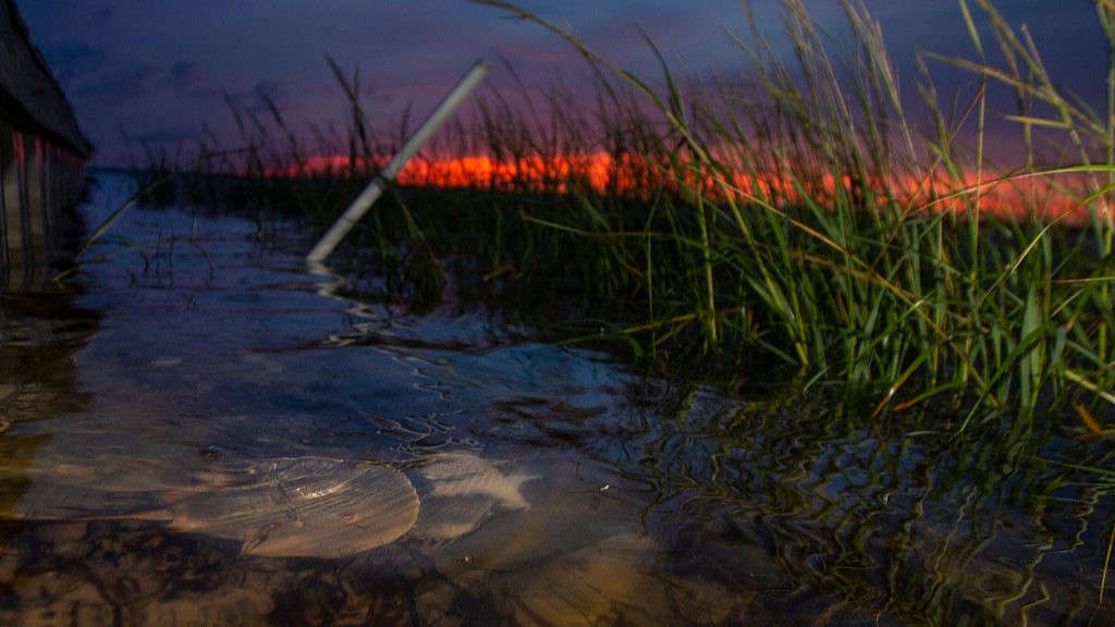 Two horseshoe crabs mate in the water in Apalachee Bay, Florida.