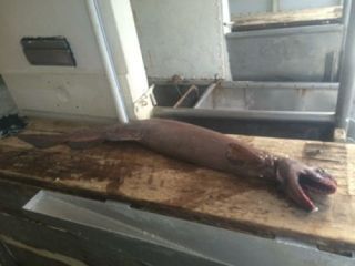 The fisherman who caught the shark said it was about 4.9 feet (1.5 meters) long.