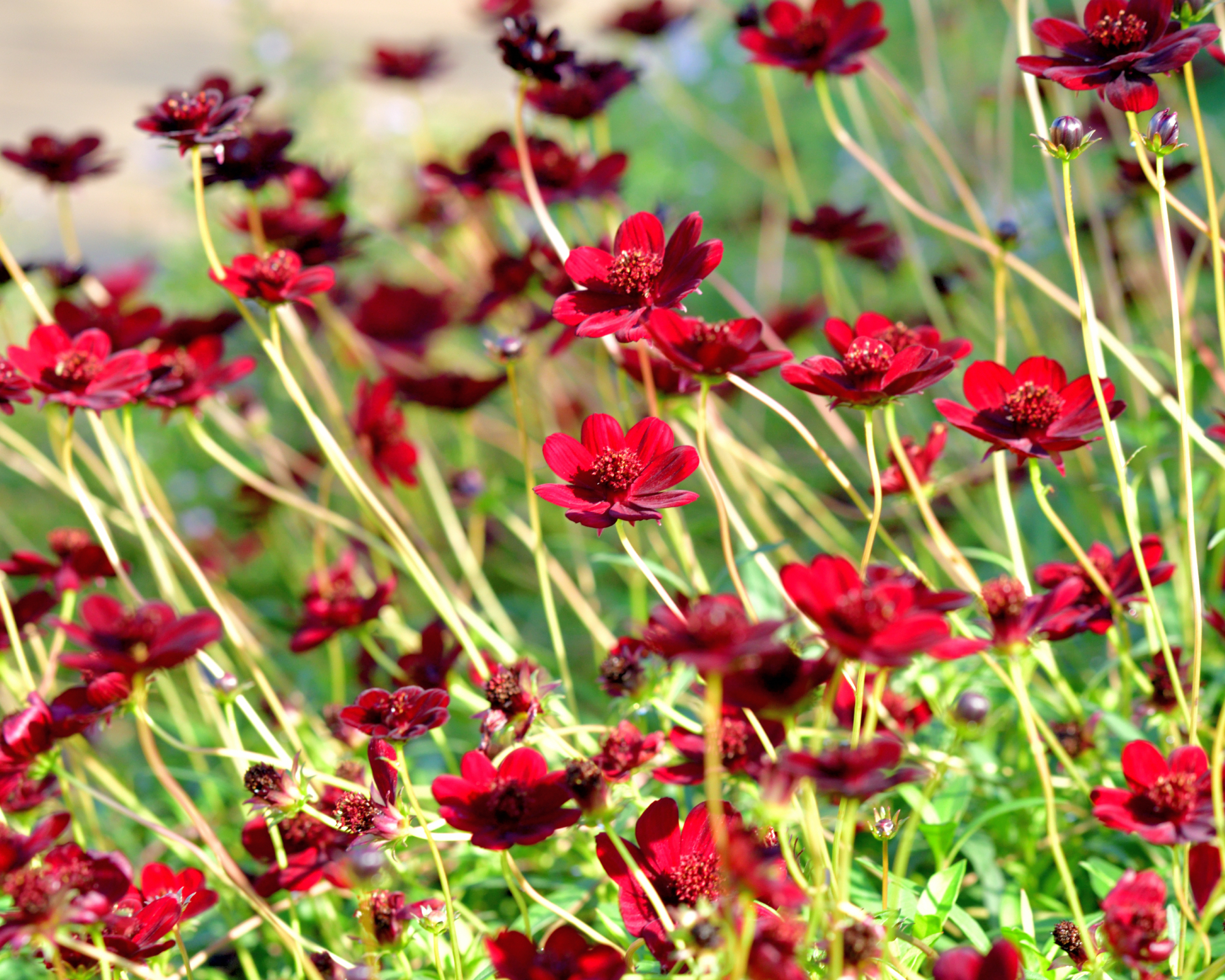 perennial chocolate cosmos growing abundantly in a garden