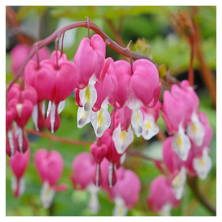 A stem of bleeding heart flowers