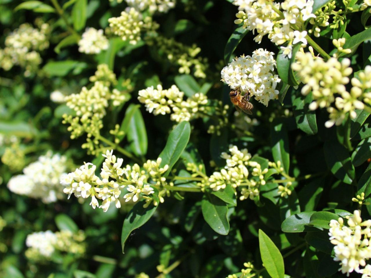 Common privet shrub flowering in June