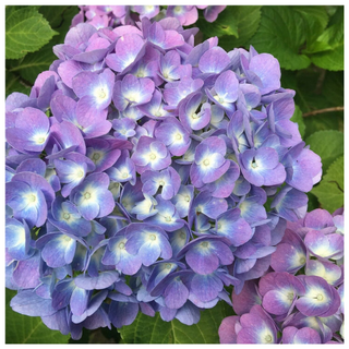 Onyx Peacock Bigleaf Hydrangea from Walmart