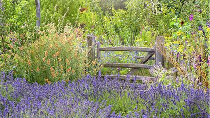 Lavender companion plants