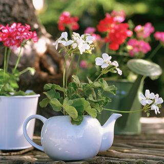 white china teapot with red and white flowers and watering can