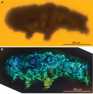 Tardigrade preserved in amber above a scan of the tardigrade.