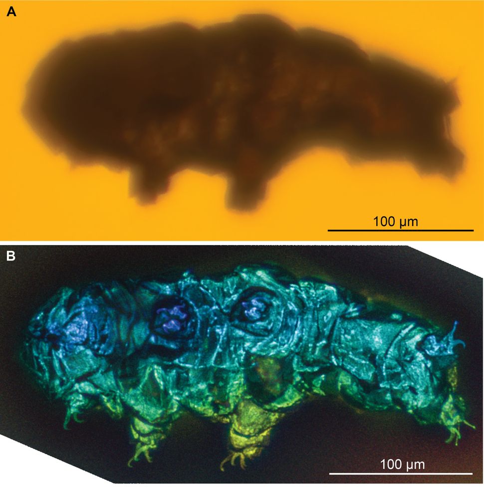 1st tardigrade fossils ever discovered hint at how they survived Earth ...