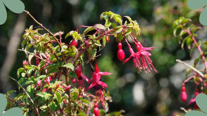 picture of fuchsias in garden
