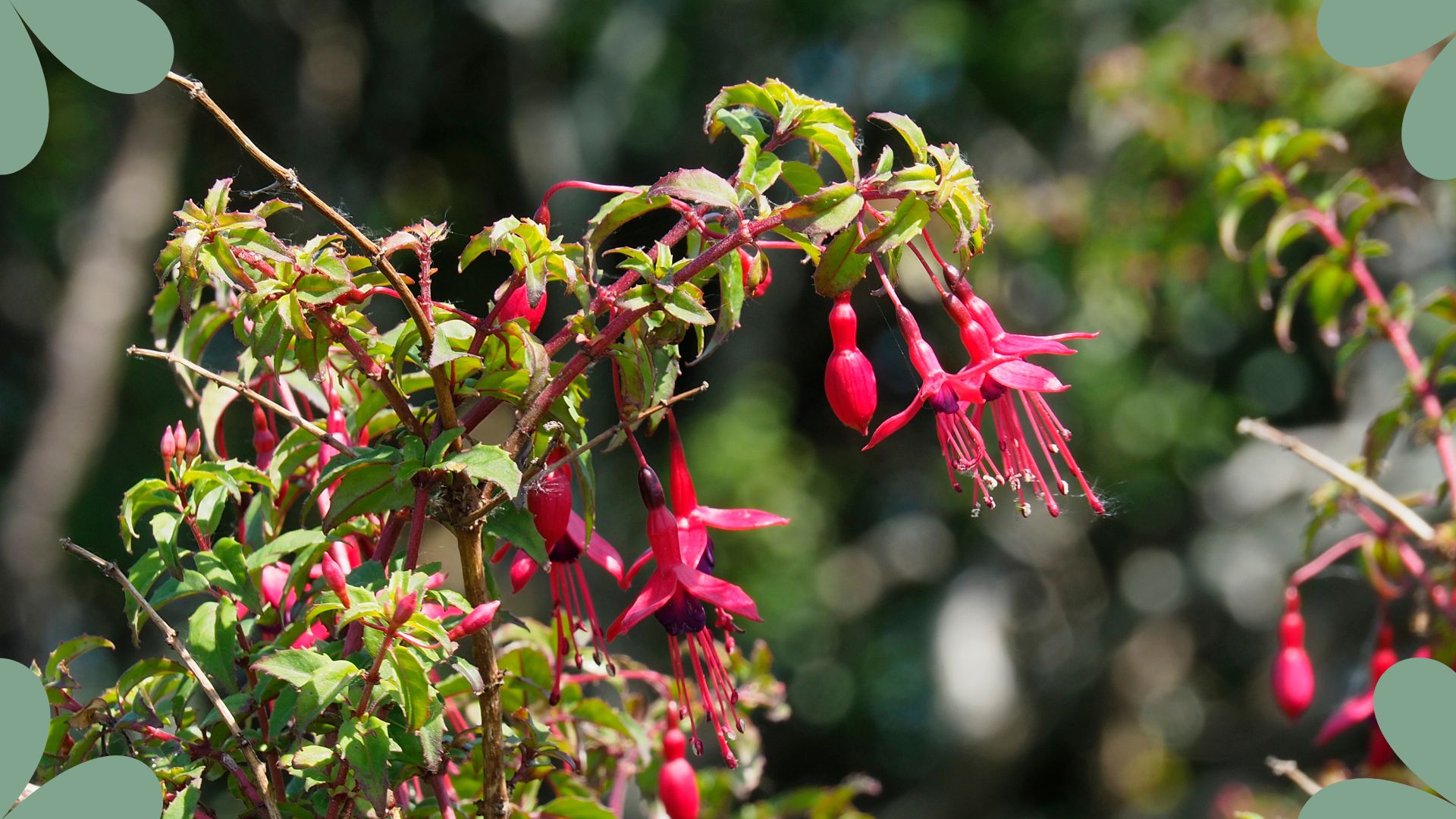 picture of fuchsias in garden