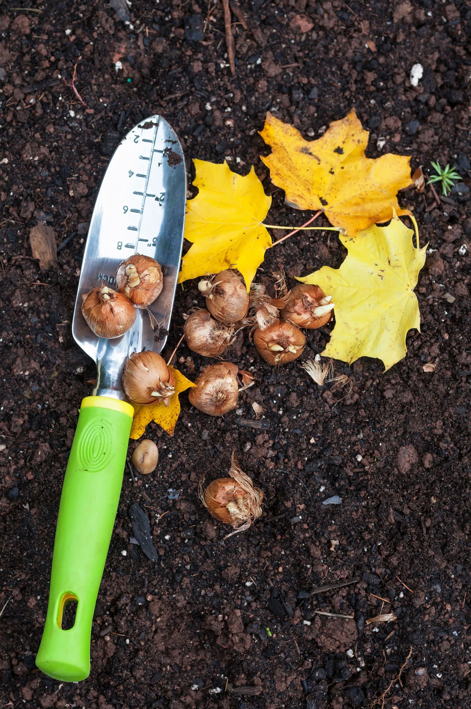 When and how to plant crocus bulbs for colourful spring displays