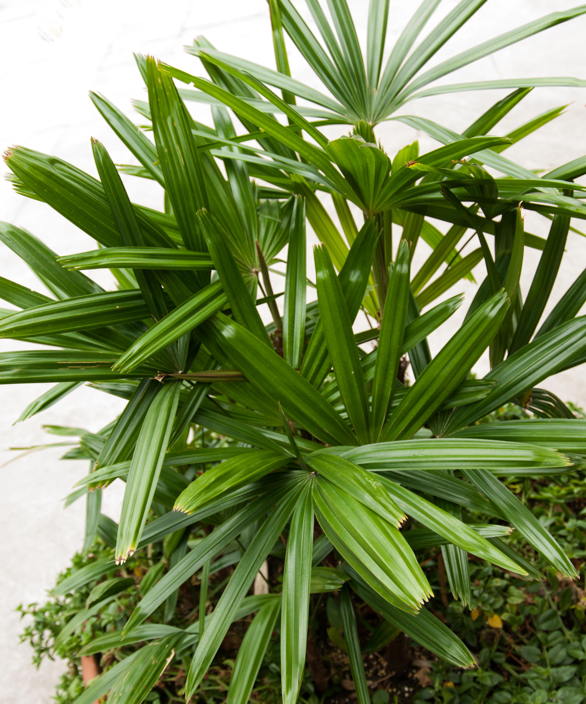 Rhapsis excelsa, bamboo Palm