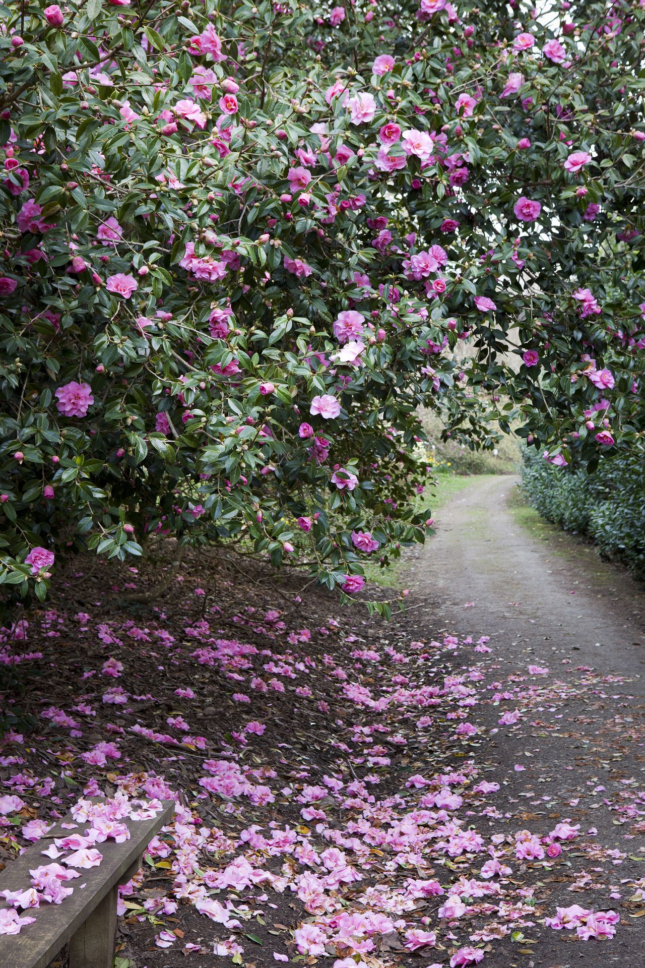 How to prune camellias and the best time of the year to do so Country
