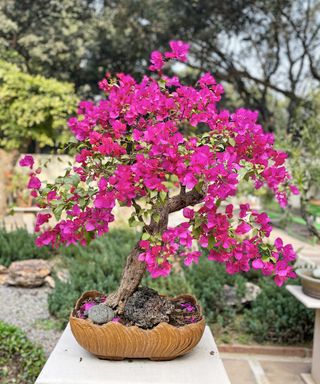 Pink flowering bougainvillea bonsai tree on concrete plinth in courtyard