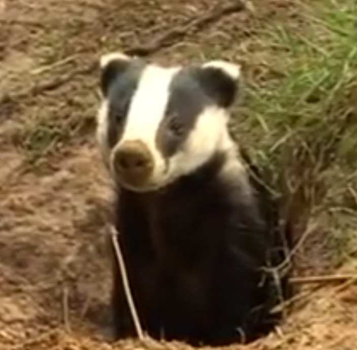 A controversial plan to kill as many as 5,000 wild badgers is underway in southwest England as of September, 2013.