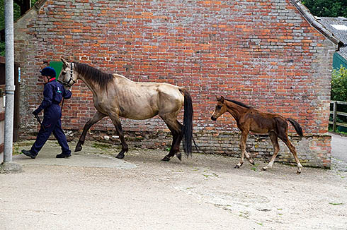 A mare and foal rescued by World Horse Welfare