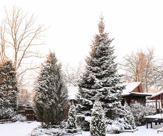 snow covered trees in garden