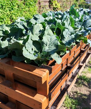 Pallet raised bed garden