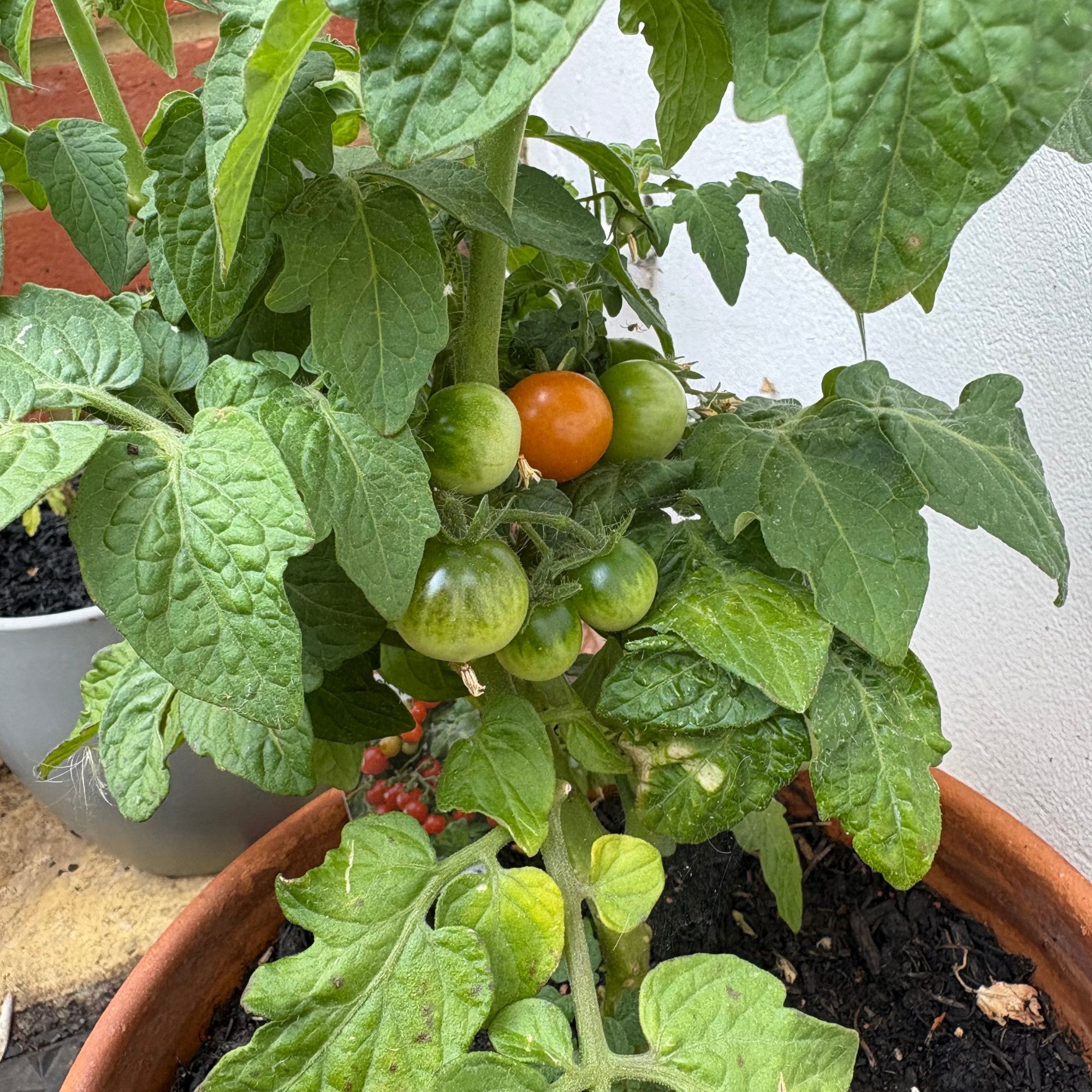 Ripening tomatoes growing on potted tomato plant