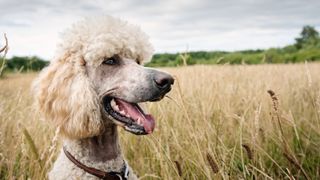 Standard poodle