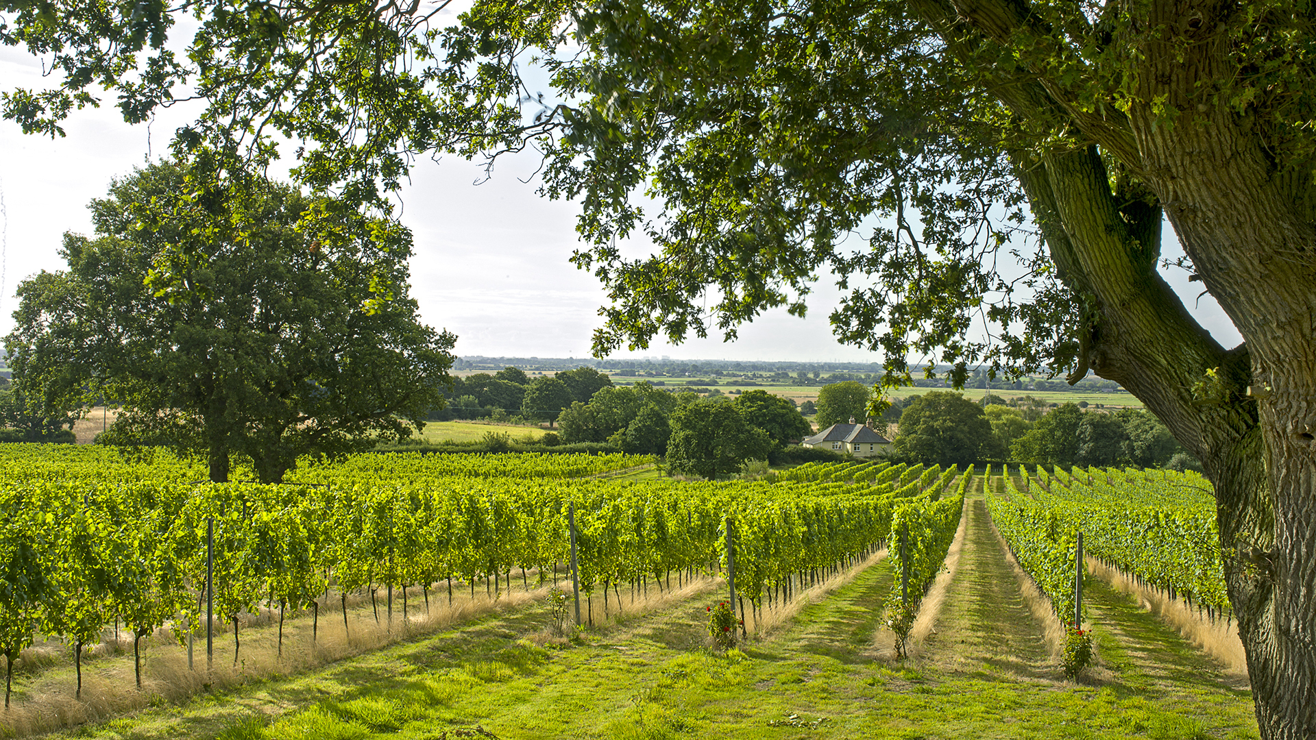 Gusbourne, Estate