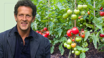  picture of tomato plants and cut out of monty don over top