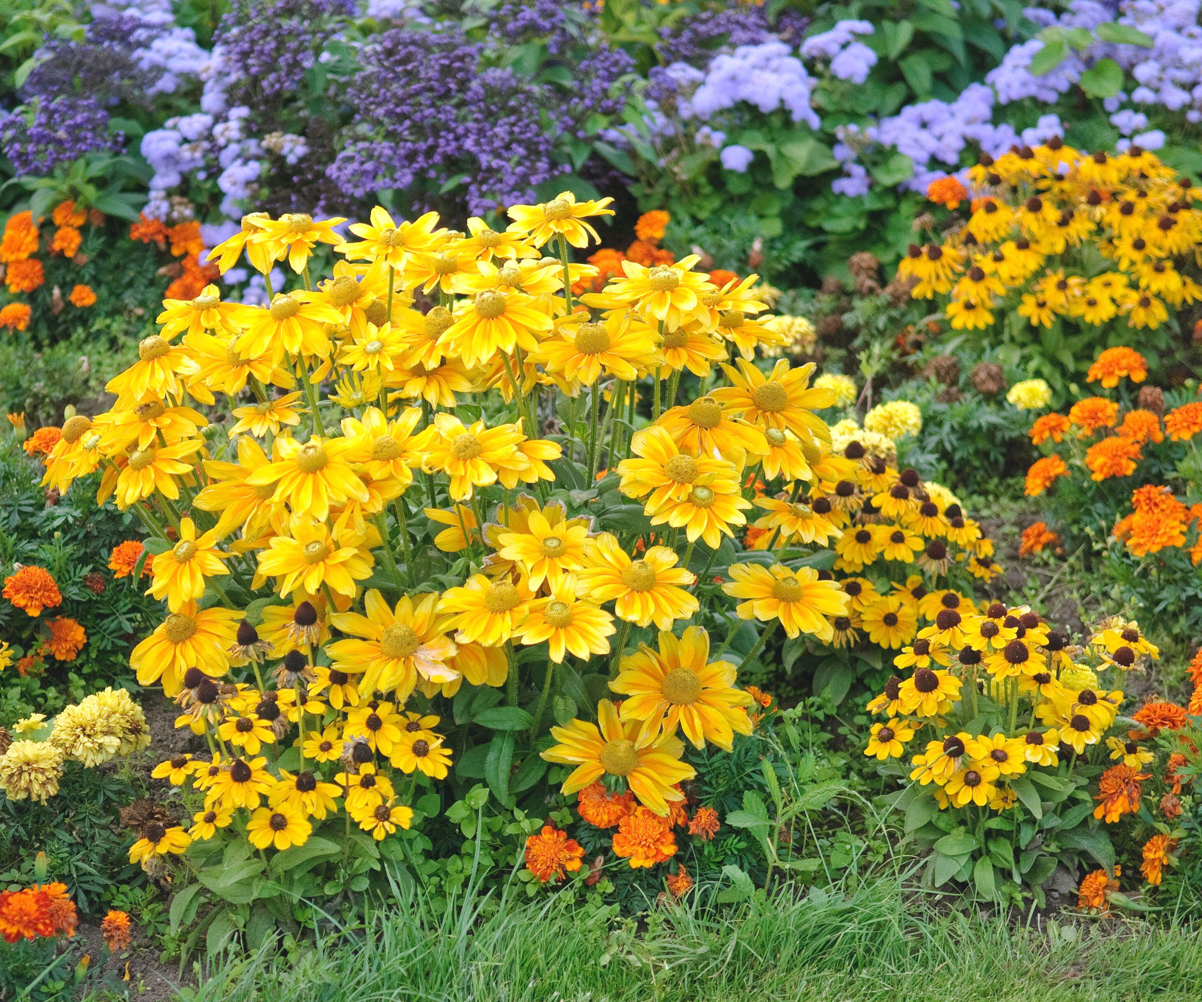 rudbeckia plants with bright yellow flowers in garden