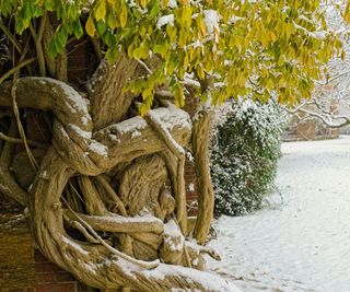 wisteria tree in winter garden