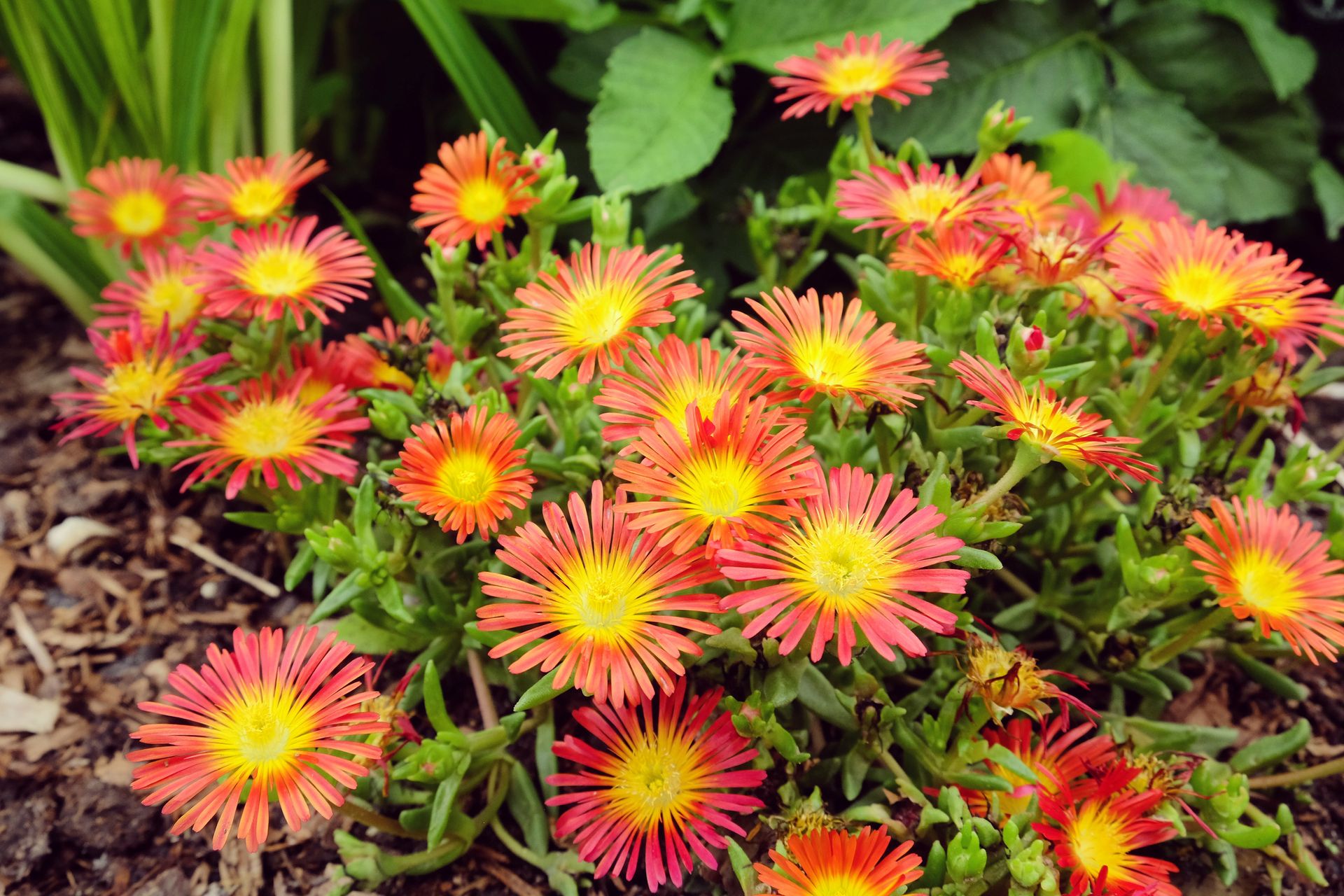 Orange Flowered Ice Plant