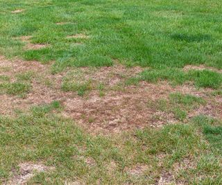 Dead brown patches of grass caused by grubs