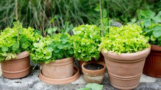 Lettuces grown in pots