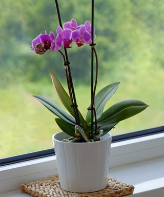 potted pink orchid on windowsill