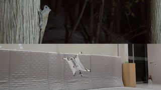 Flying Squirrel and drone design inspired by it split