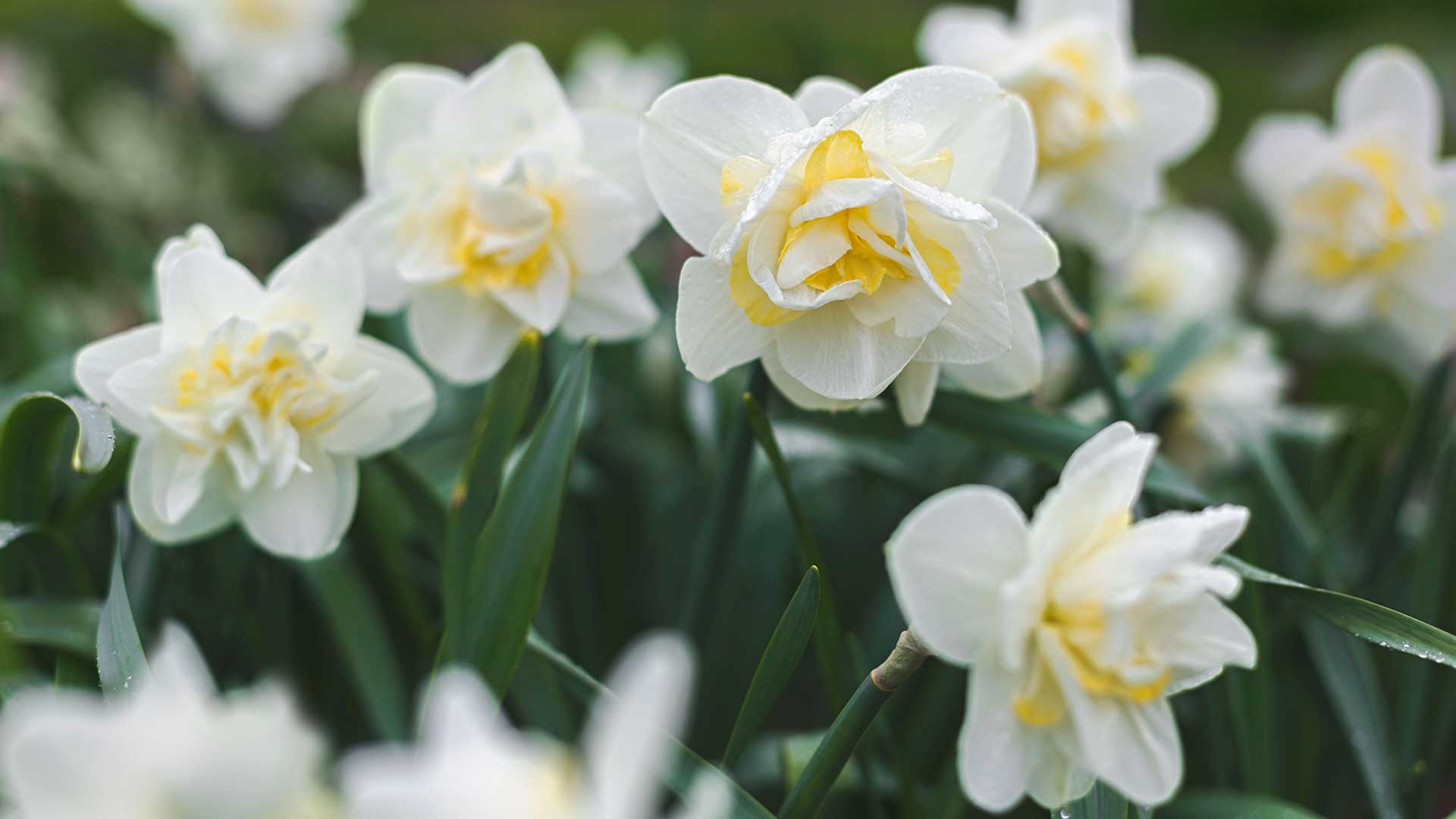 &#039;White Lion&#039; daffodils