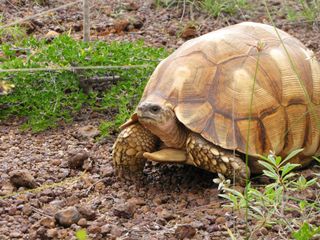 Ploughshare tortoise, found only in Madagascar, is being collected out of existence by illegal wildlife traffickers.