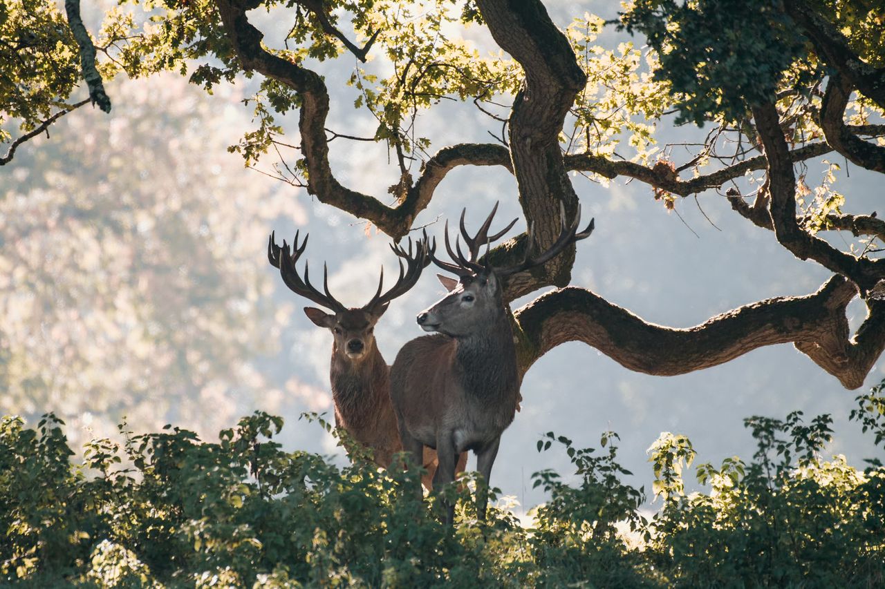 Two deers with antlers standing side by side in the shade of a tree