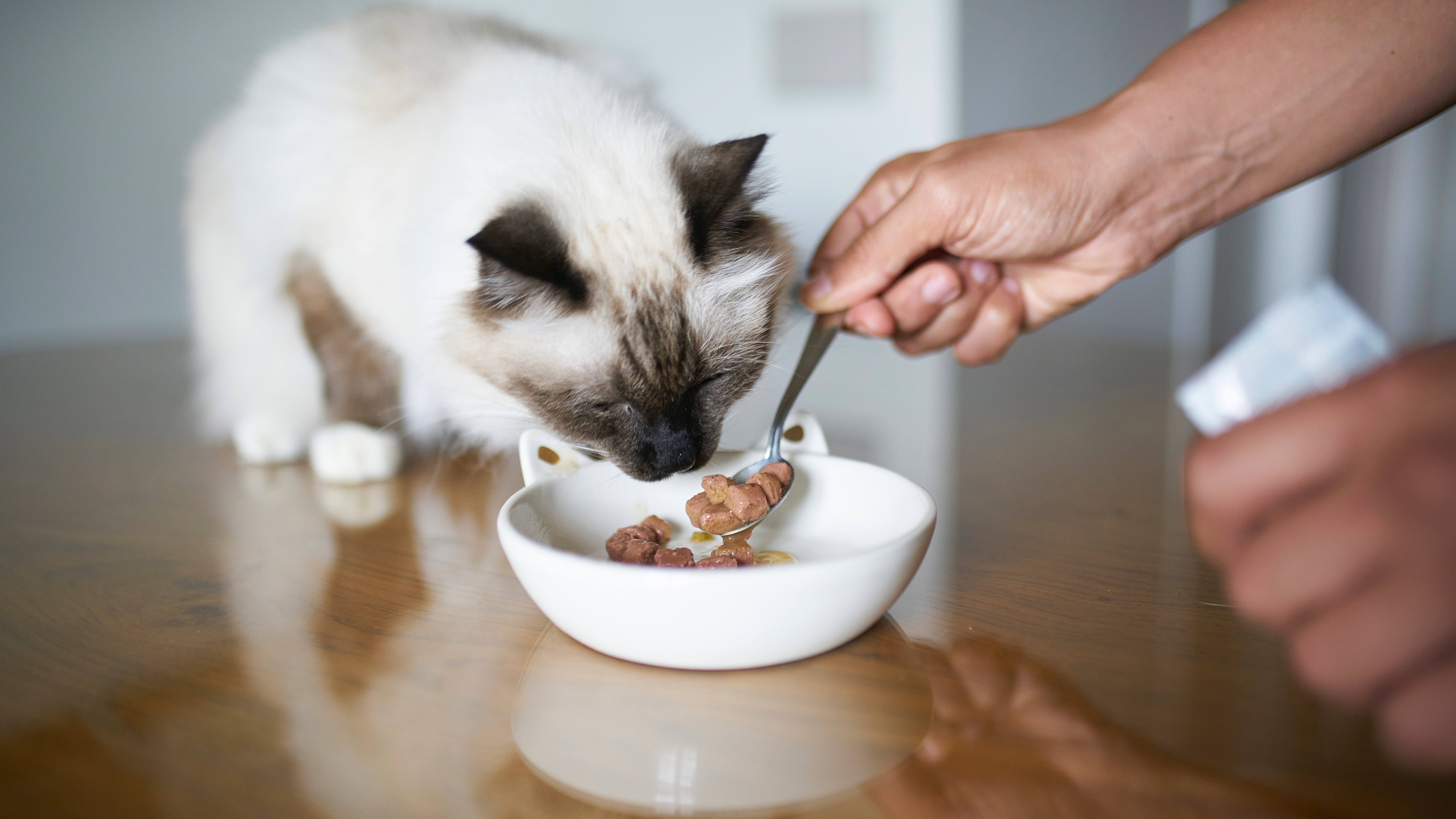 Cat being fed