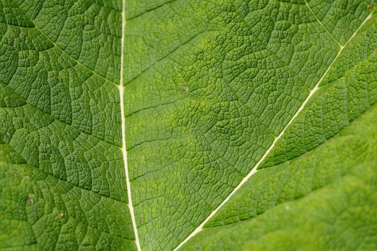 Sony FE 400mm f/4.5 GM OSS sample image