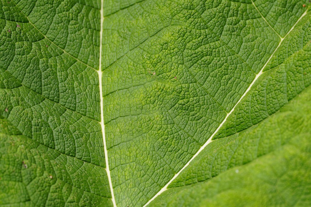 Sony FE 400mm f/4.5 GM OSS sample image