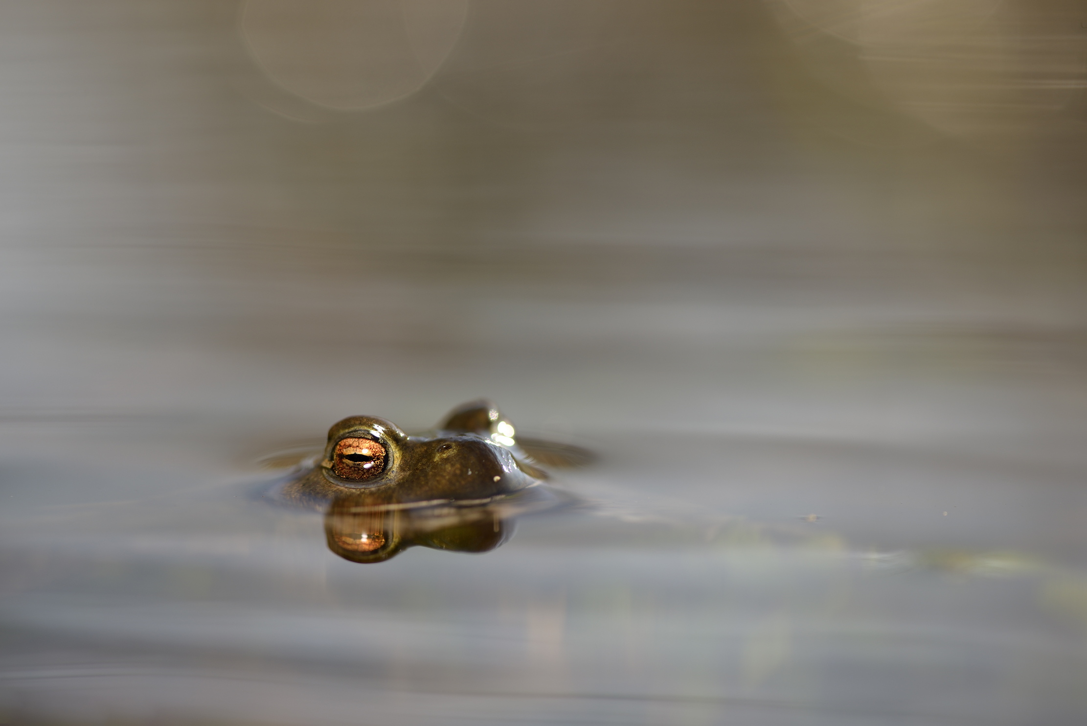 Common toad (bufo bufo) England poking its head above water