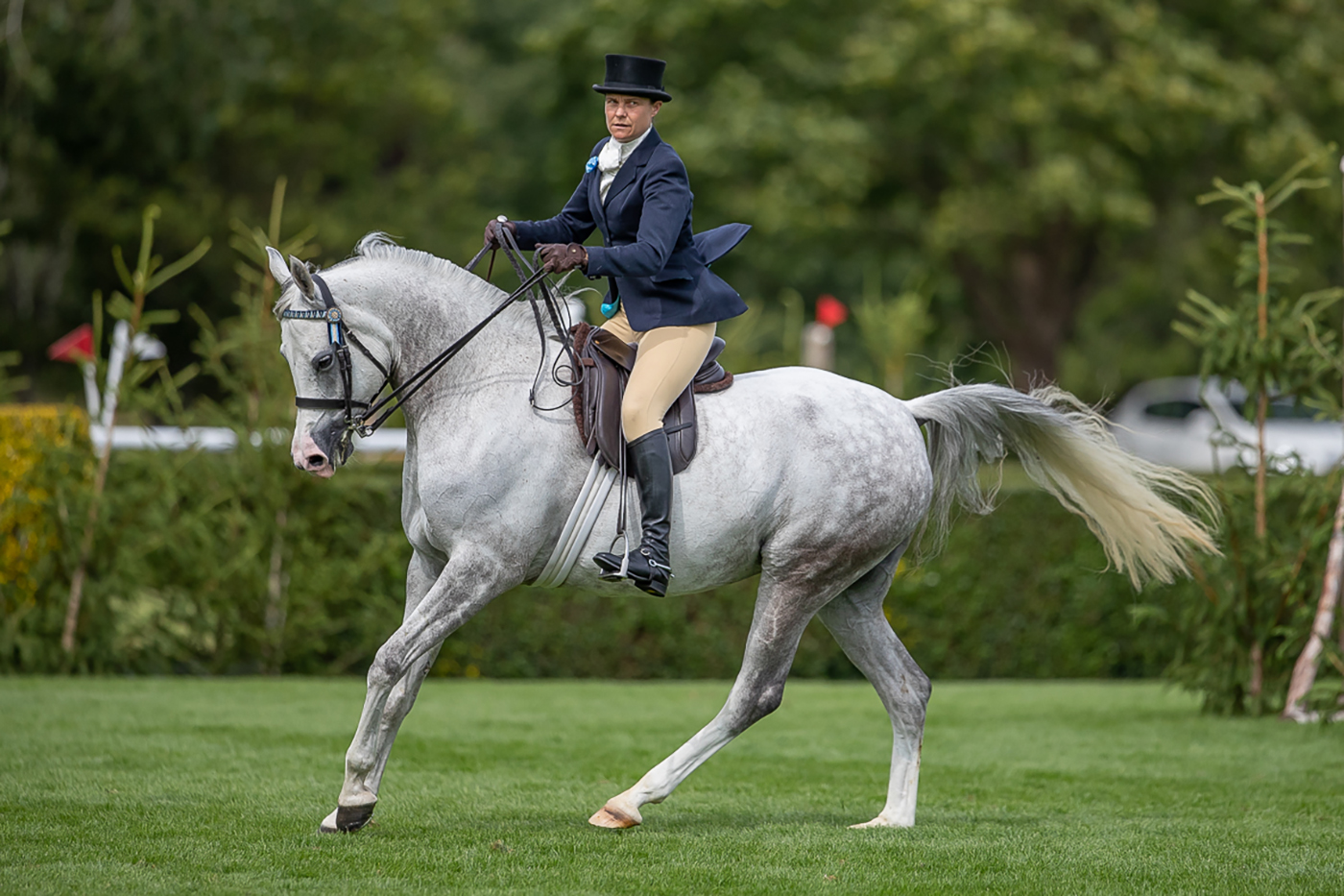 Bellflower, winner of the 2023 O&rsquo;Donnell Family RIHS pure-bred ridden Arabian championship